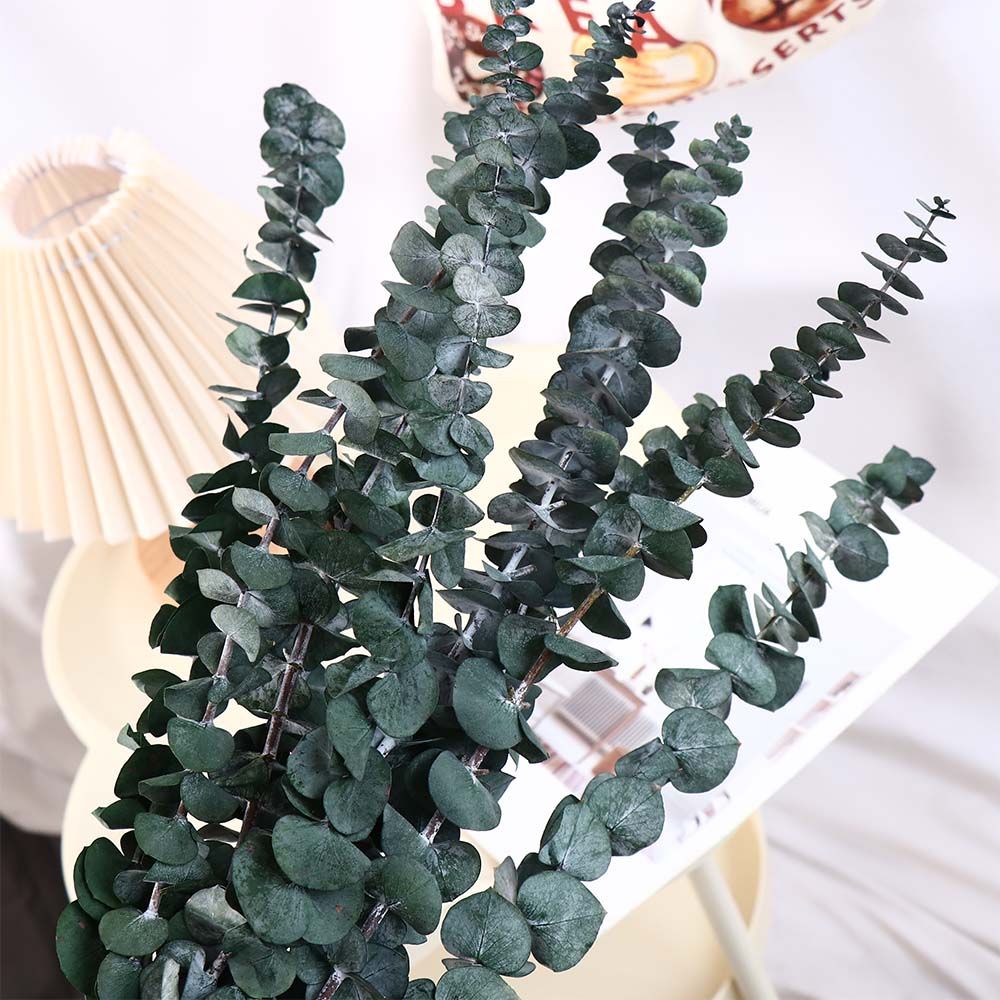10 Pcs Real Leaves Hanging Dri - đánh giá và giá Eucalyptus Preserved