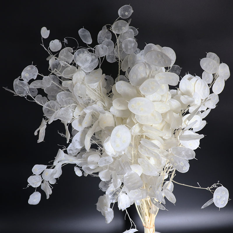 Preserved Lunaria Flowers for  - đánh giá và giá Eucalyptus Preserved