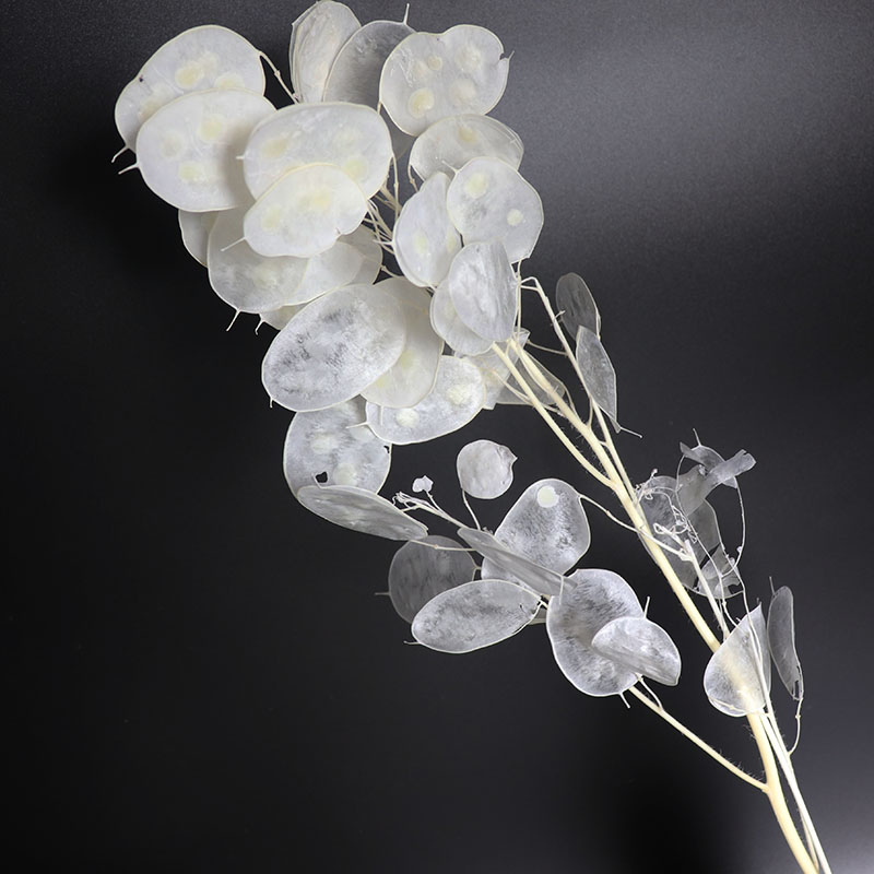 Preserved Lunaria Flowers for  - đánh giá và giá Eucalyptus Preserved