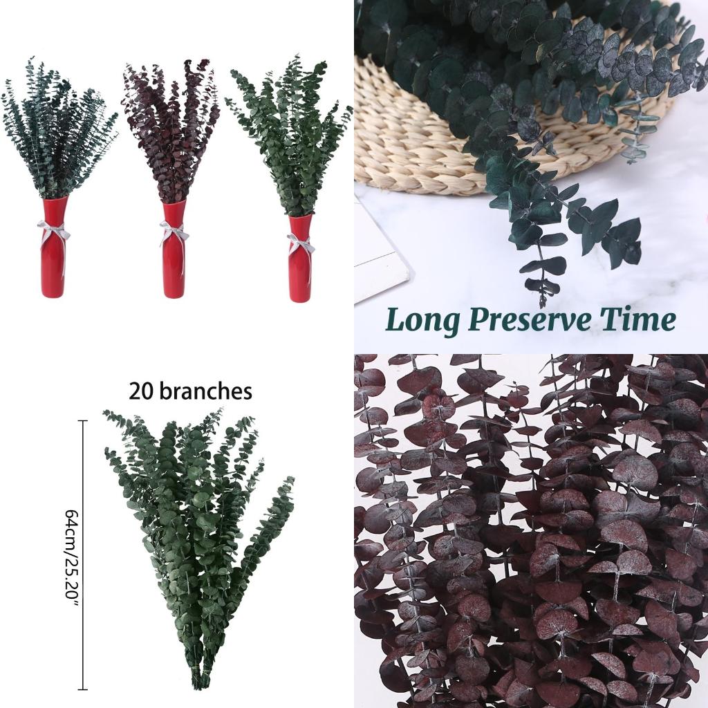 20 Chiếc Bảo Quản Cho Tươi Nhá - đánh giá và giá Eucalyptus Preserved